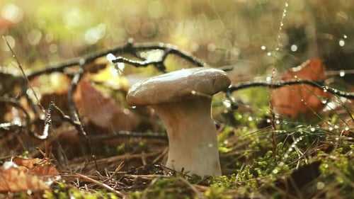 Mushroom Boletus In a Sunny Forest in the Rain