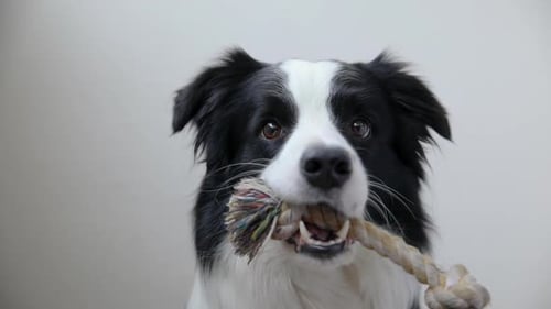 Pet Activity