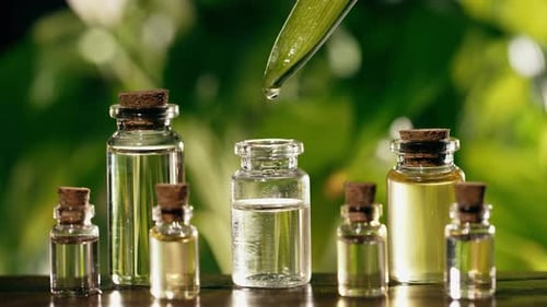 Essential Oils Dropping from Leaf into Bottles
