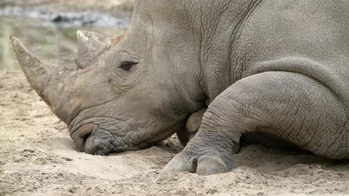Rhinoceros Rhino Extreme Nahaufnahme Porträtvideo in der afrikanischen Savanne bei kleinen Regentropfen danach