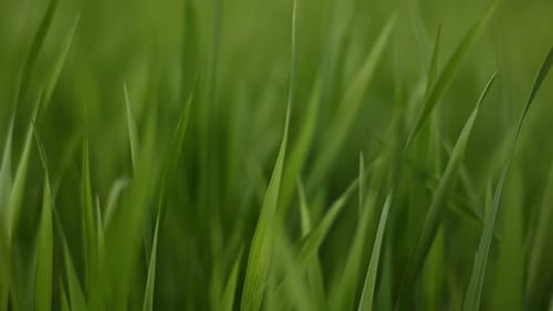 green grass close up. young green wheat grass. the camera moves through the green grass in slow
