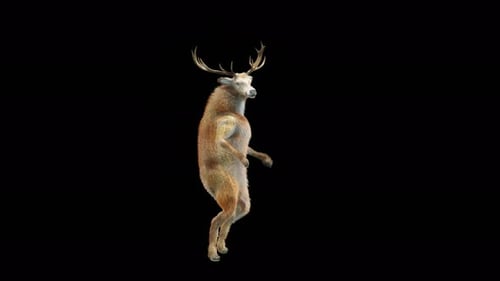 Animated 3D Deer Dancing on Hind Legs with Alpha Channel