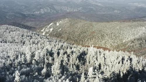 Winter Forest Nature Snow and Frost Covered Conifers Alpine Landscape