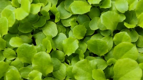 Plants Growing