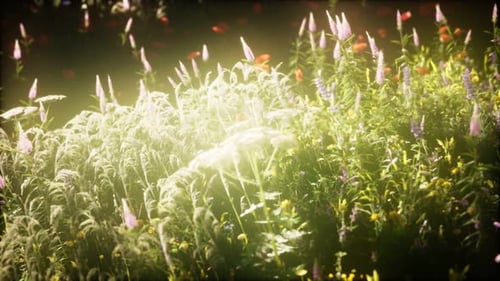Wild Flowers in the Field
