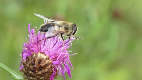Nahaufnahme einer Biene, die auf einer frisch blühenden Distelblüte thront