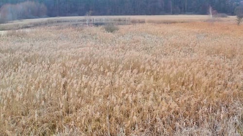 Golden Field of Grass Swaying Near Forest Lake