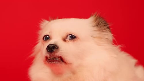 Portrait of Fluffy White Dog on Red Background