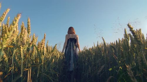 Woman Walking on a Field of Golden Wheat at Sunset with Her Back To the Camera