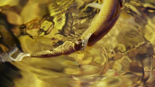 Peces atrapados en un anzuelo