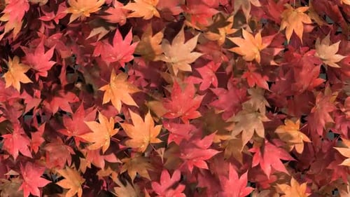 Falling Autumn Leaves Organic Transition