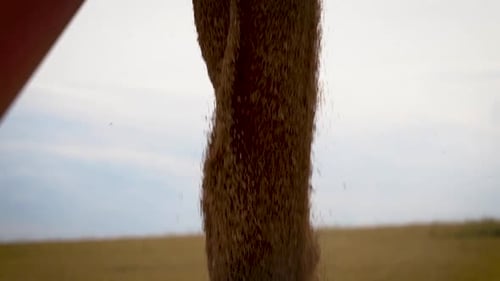 Harvester Machine Dumping Wheat in Truck 2