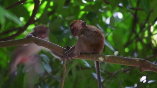 Singe jouant dans un arbre