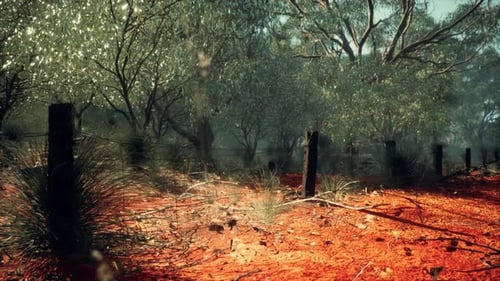Australian Bushland Forest with Red Earth and Fence Line