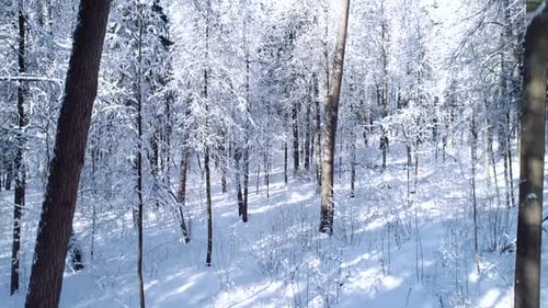 Im Winter im verschneiten Wald zwischen den Bäumen fliegen