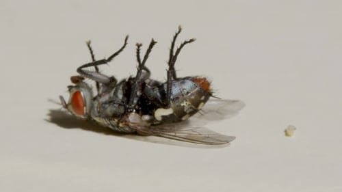 Macro Shooting. Fly on a White Background Close-up.