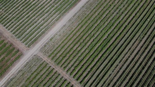 Luftaufnahme des Weinbergs