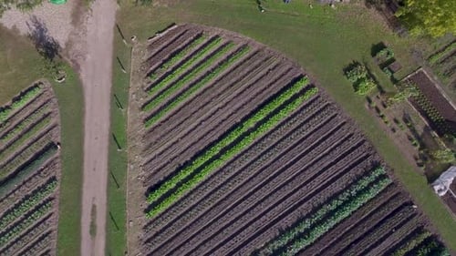 AERIAL: Birds eye view of rows of greenery on a working farm in Austin, Texas.
