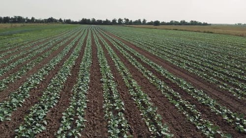 Landscape View of a Field with Growing Cabbage