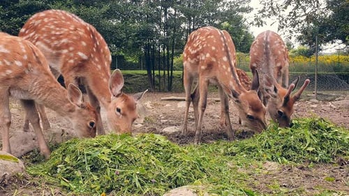 Young Deer Eating Grass. Herd of Young Orange Deer in a White Spot Eating Green Grass