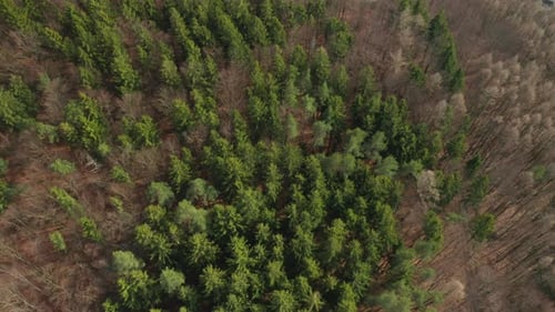 Aerial View of Lush Green Forest