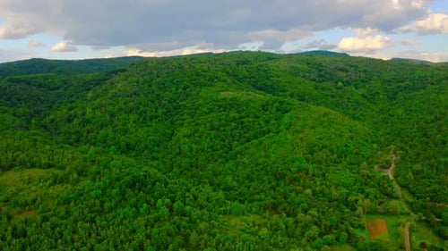 Aerial View on Pine Trees in Highlands