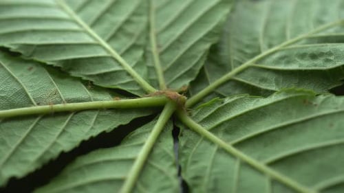 Rotation Green Chestnut Leaves Background