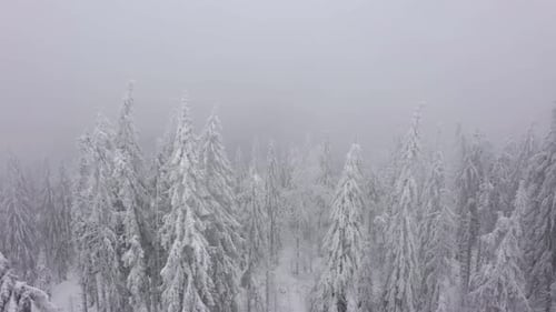 Vue aérienne des arbres enneigés dans les montagnes en hiver par temps brumeux