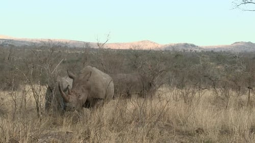 Weißes Nashorn (Ceratotherium simum) grasen drei zusammen zwischen Sträuchern, Kruger N.P. South-Afr