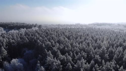 Snowy Forest Aerial View in Winter