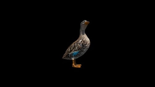 Boucle Alpha transparente Canard