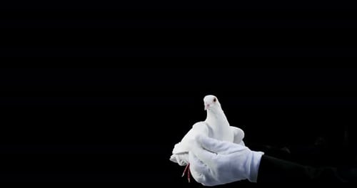 Dove held in hands, released, and flies away
