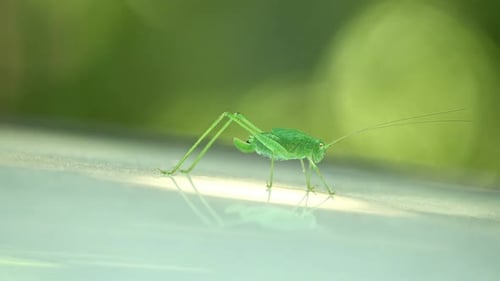 Cricket de brousse moucheté - Leptophyes punctatissima