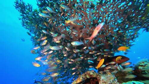 Glassfish Life Coral Garden