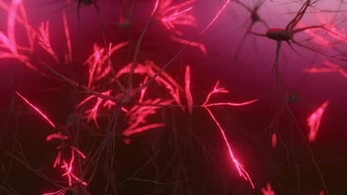 Animation of the Activity of Neurons and Synapses