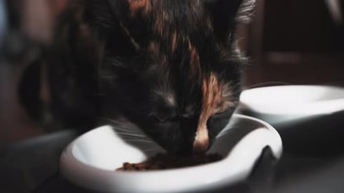 Close up cat eats dry feed from a bowl in light room on day time.