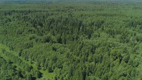Flight Over the Green Forest