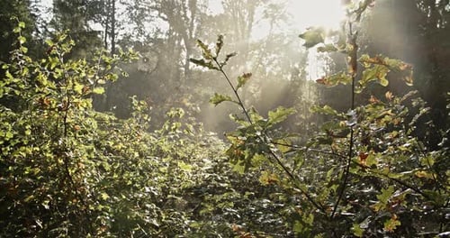 Sunbeams Shining Through Lush Forest Foliage