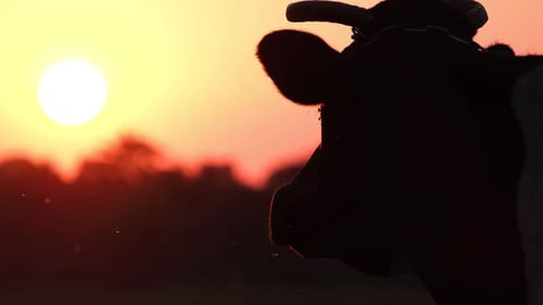 Cow Silhouette at Sunset in Rural Setting