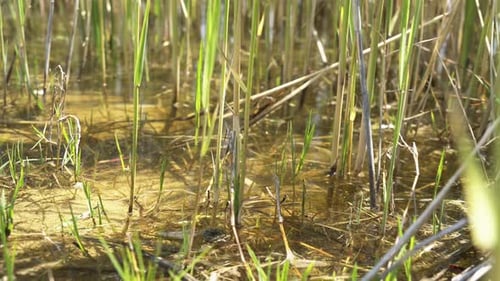 Swamp Surface