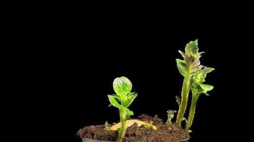 Potatoes are growing, time lapse with alpha channel