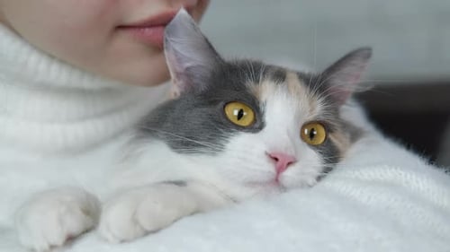 Relaxation with a Cat in the Bed