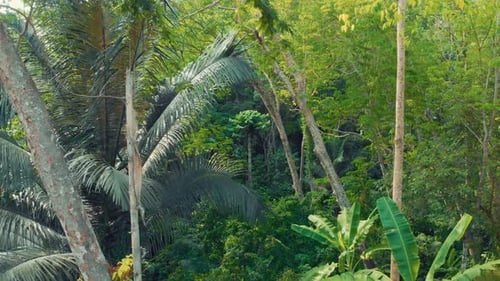 Flying in the Dramatic Jungle Over the Gorge