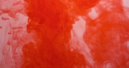 Red Color Paint Ink Drops in Water at White Background. Inky Cloud Flowing Underwater. Abstract
