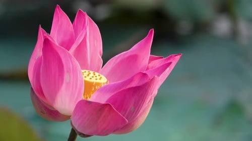 Beautiful fresh pink lotus flower