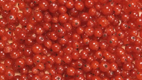 Close Up of Ripe and Delicious Red Currants