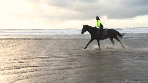 Pferde im Galopp am Strand bei Sonnenuntergang, Zeitlupe