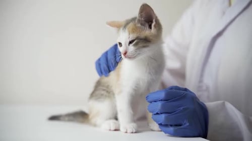 Veterinarian Examining Kitten in Clinic with Blue Gloves