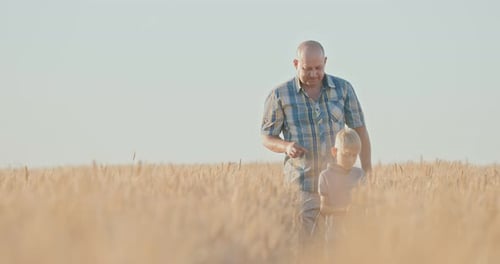 Little Boy Walks Across the Field and Looks at the Ears of Rye