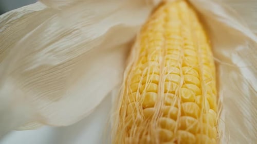 Close Up of Fresh, Yellow Corn on the Cob